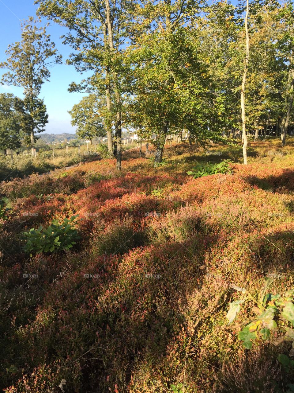 Autumn in the woods