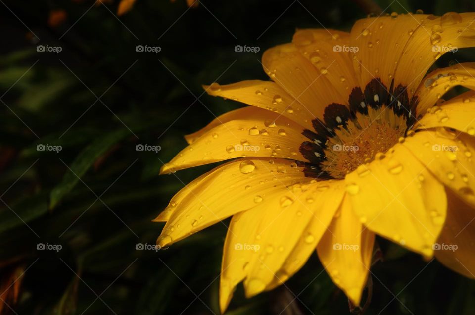 Close up of a yellow flower with raindrops on the petals 