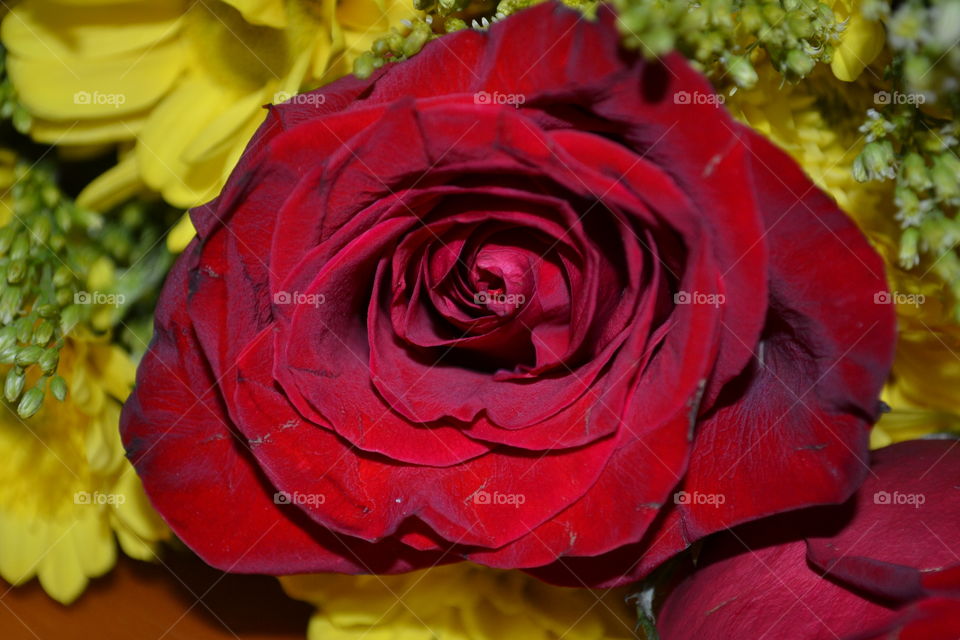 Closeup of a red rose bloom with yellow flowers behind it