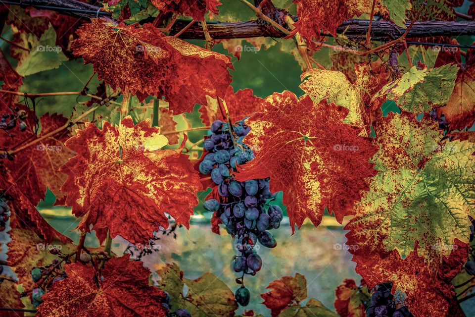 Vines and grapes - autumn