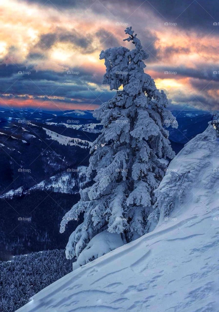 Decorate the frost with fir