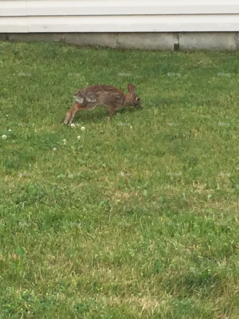 Bunny running . A bunny running the grass.