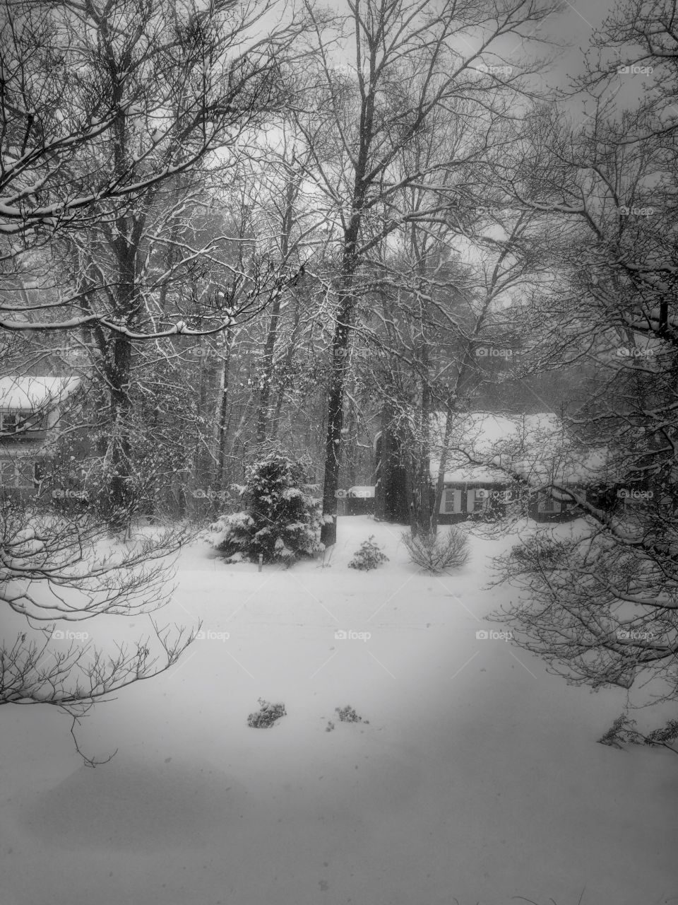 "Sound of Silence" - First snowstorm of 2017-18" in New England (Rural Massachusetts) - A black & white image depicts snowcovered trees and snow topped roofs atop a pristine white blanket of snow on the ground. Nature rests in stillness & silence.