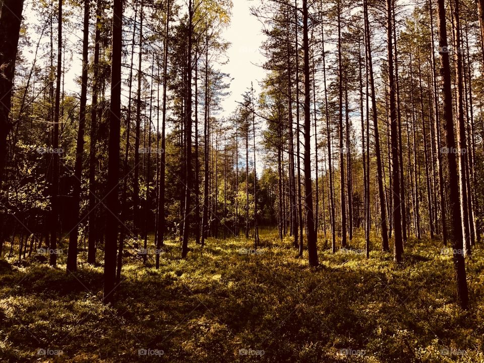 Finnish Pine Forrest in Summertime