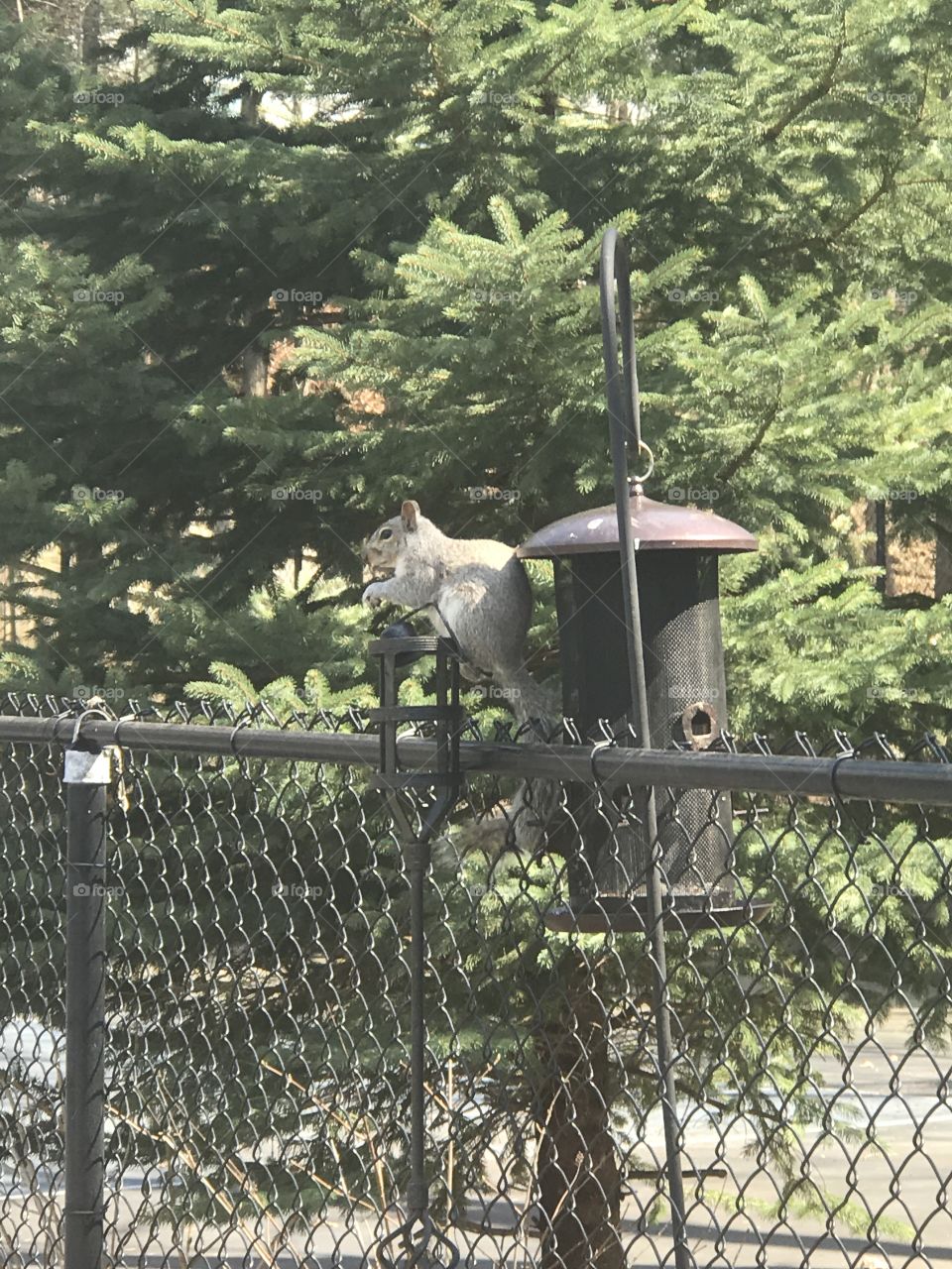 Spring time with a squirrel 