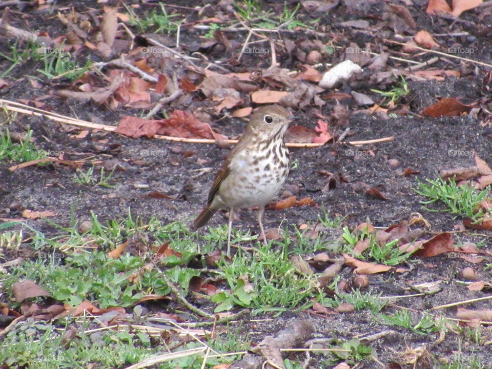 Hermit thrush