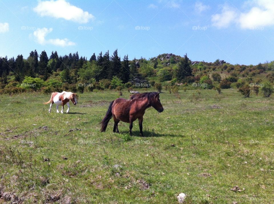 Grayson Highlands Ponies. Taken at Grayson Highlands State Park. The "wild" ponies are adorable and remarkably friendly. 