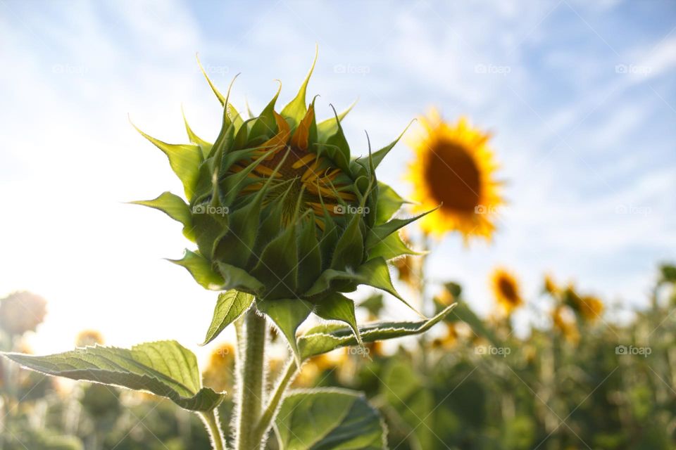 Sunflowers in the sunshine standing on a sunflower field.