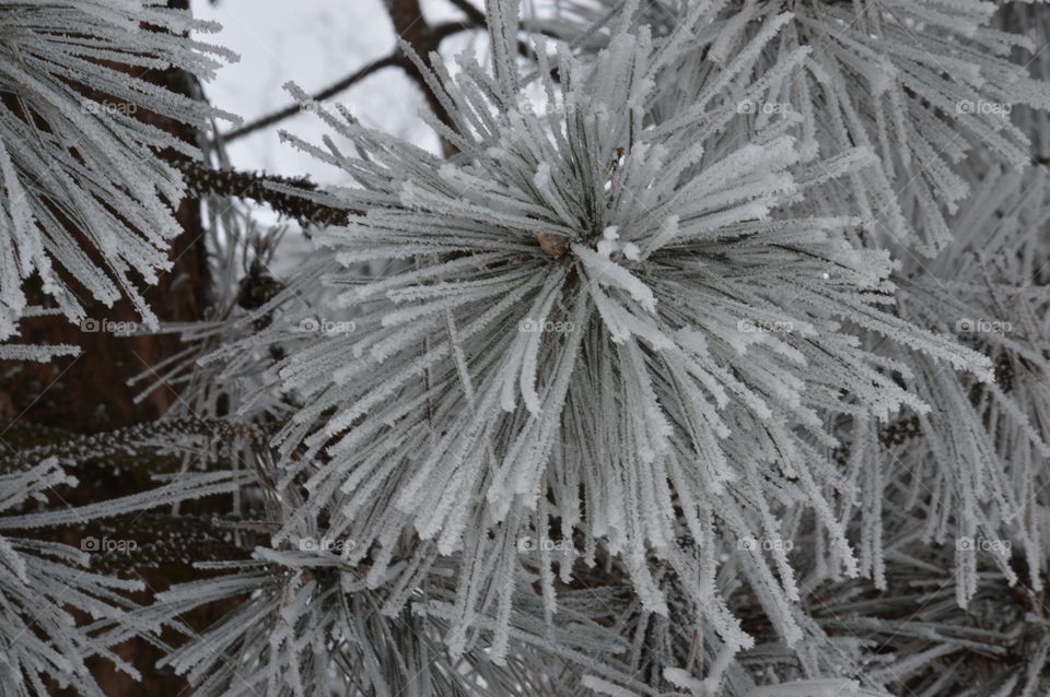 winter forest