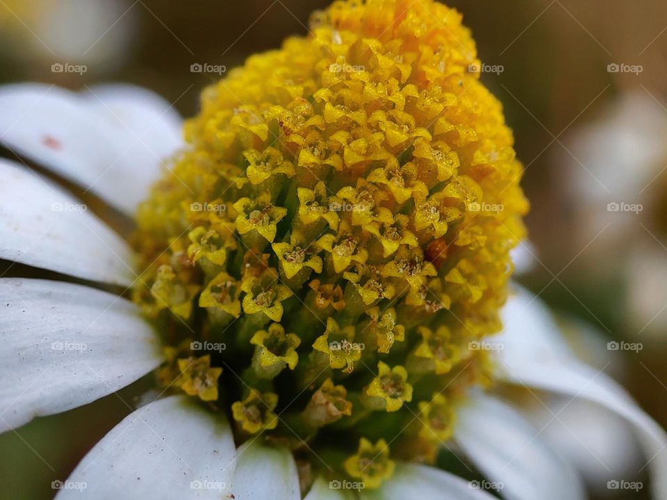 Medicinal chamomile is made up of thousands of yellow flowers.