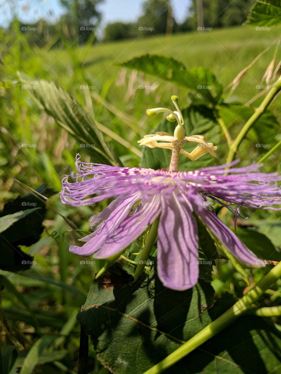 side passion flower