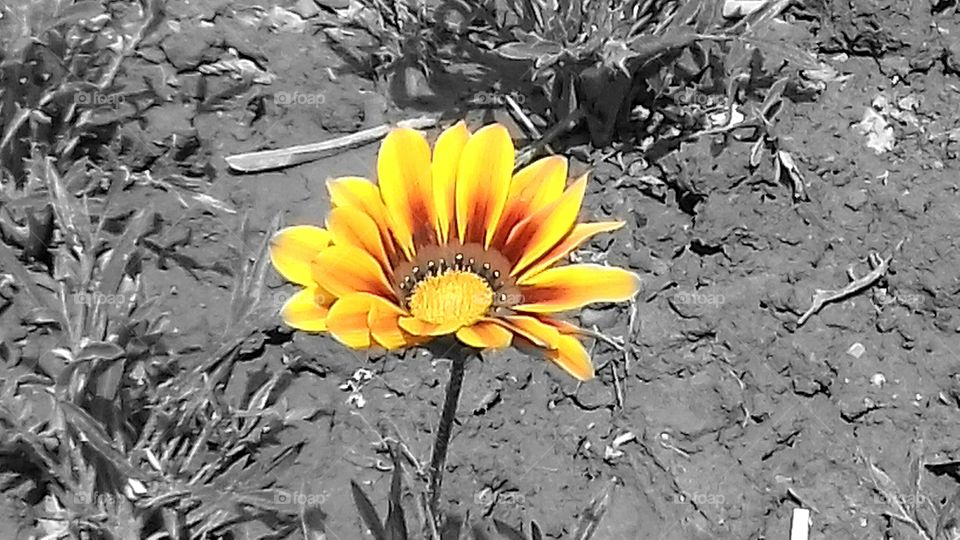 Yellow Flower