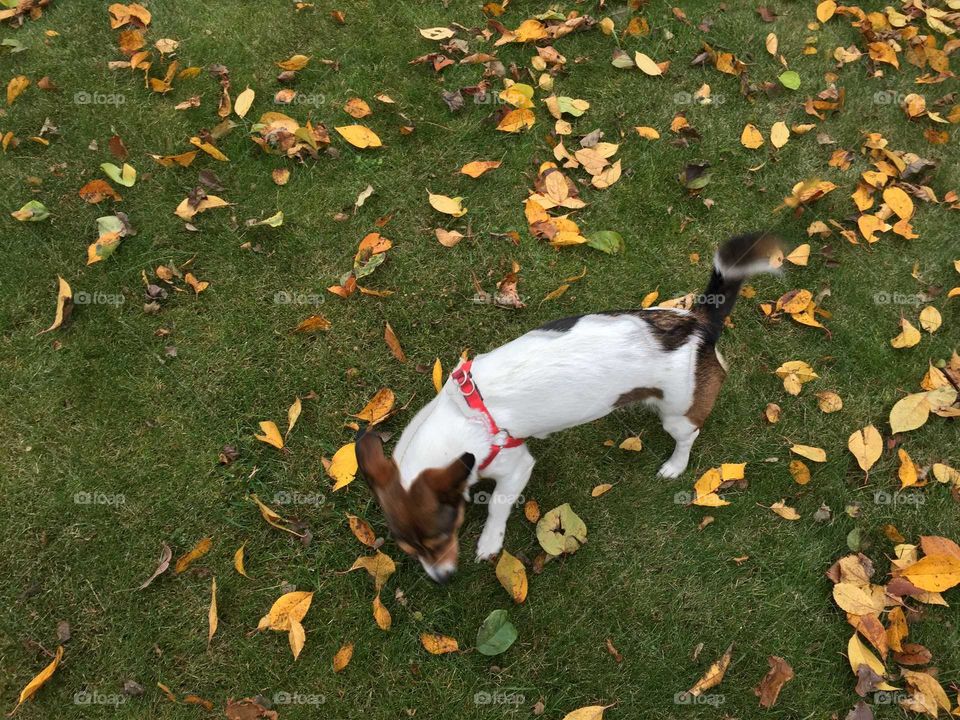 A cute white dog on a green grass with a lot of yellow leaves around
