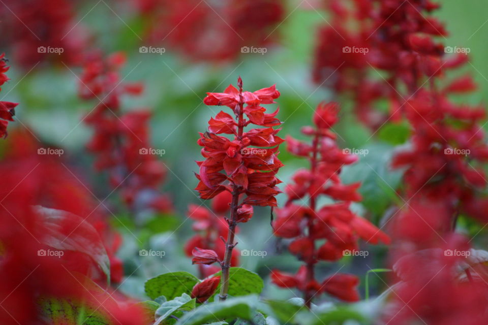 Red flower