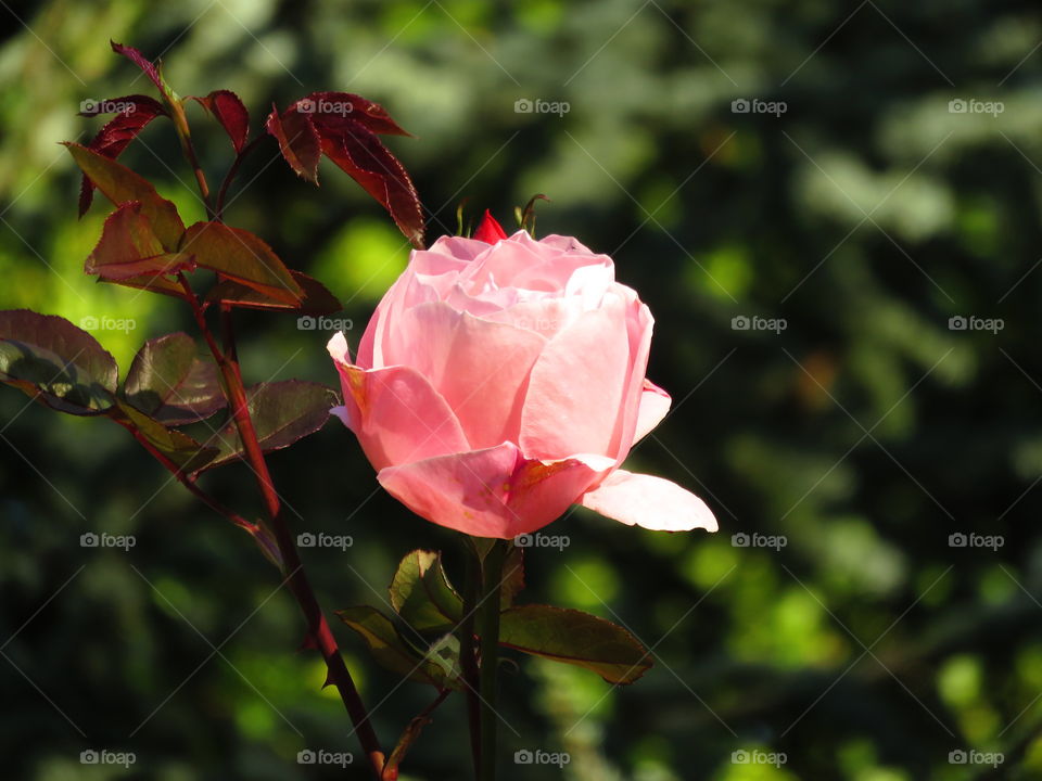 Close-up of single flower