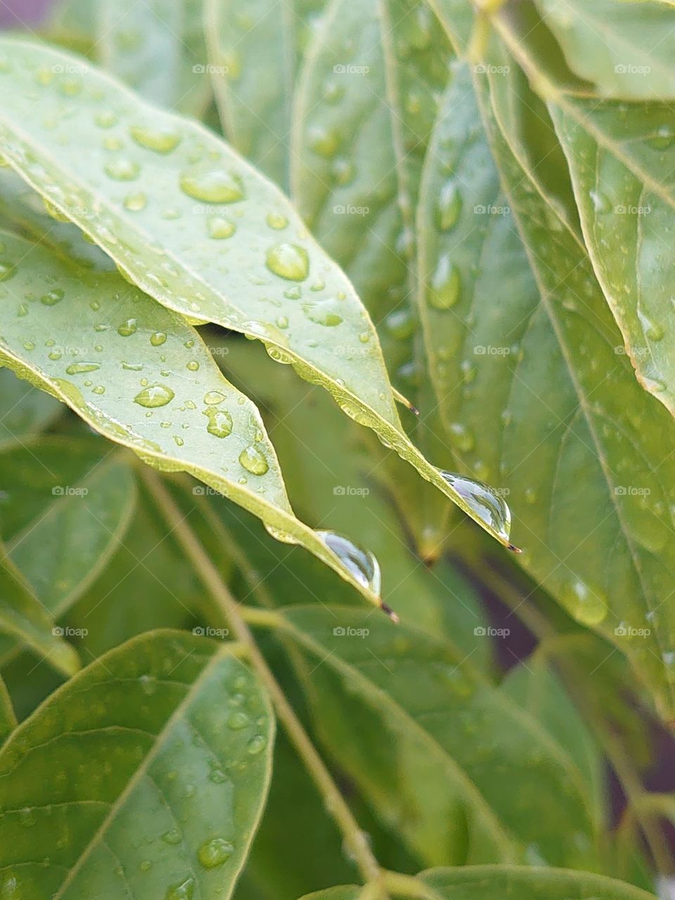 Raindrops on leaves after a rainy day