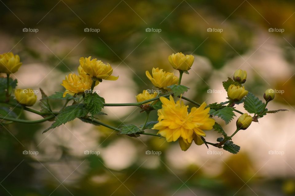 Yellow flowering tree