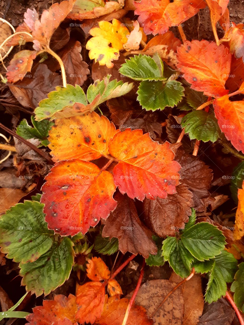 colors on leaf