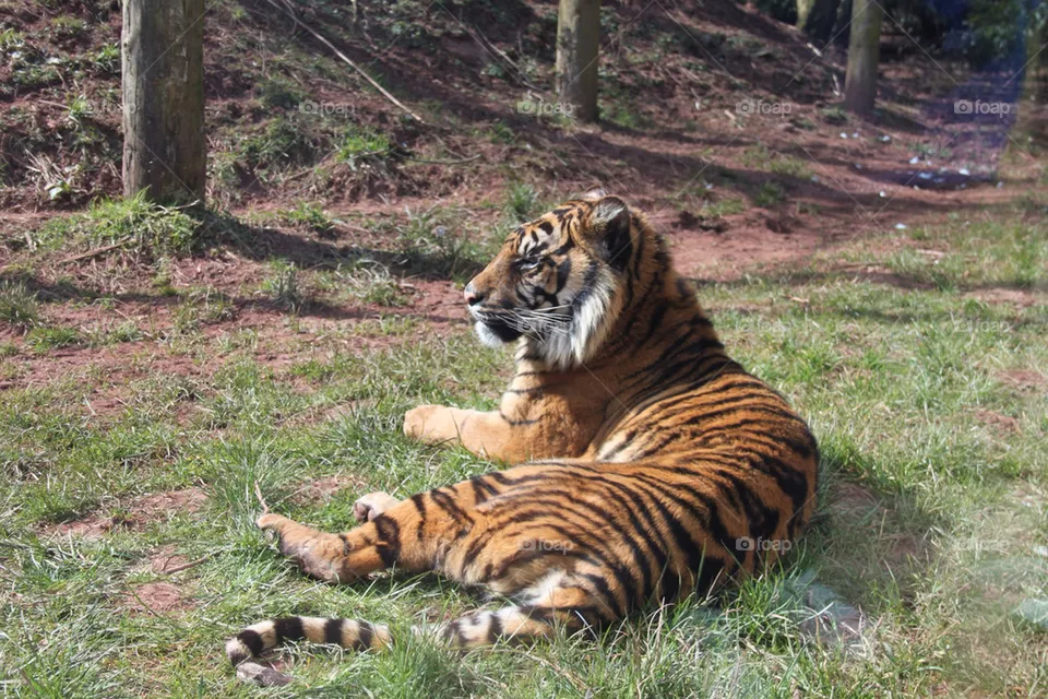 tiger