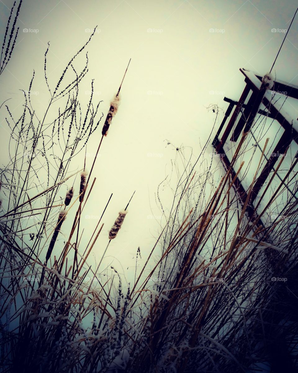 frozen cattails