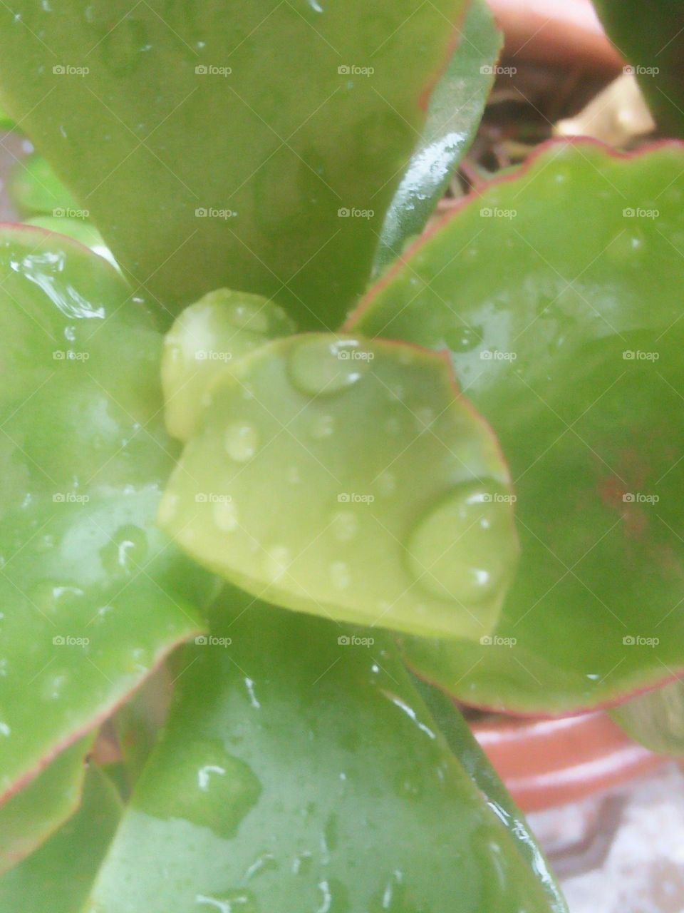 Beautiful droplets on leaves.