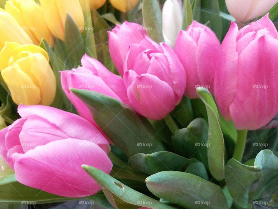 Tulip, Flower, Nature, Flora, Garden