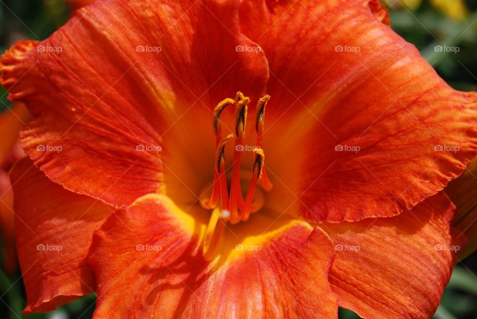 Orange daylily flower