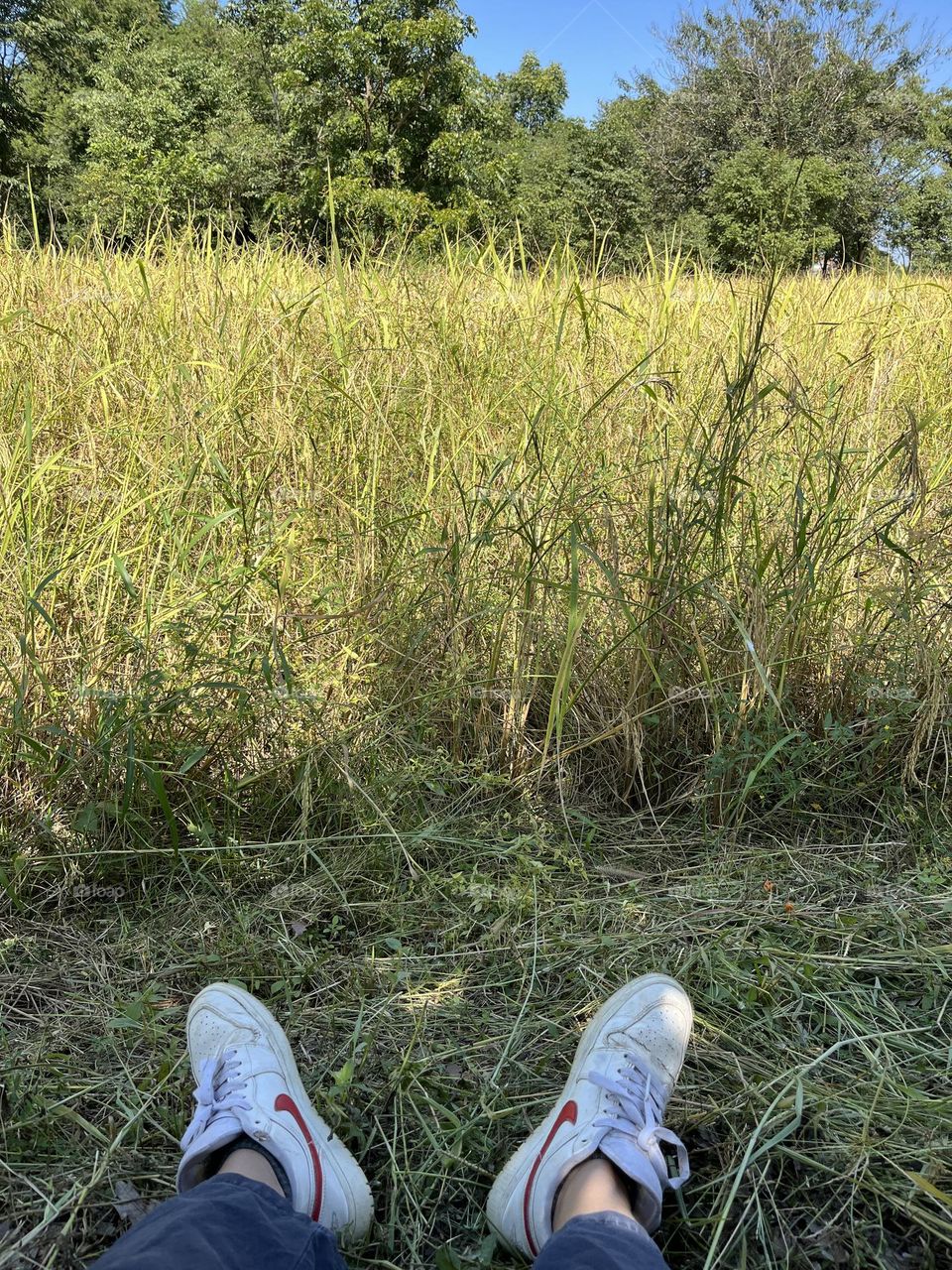 Nature in my garden, Nakhon Sawan Province, sitting and waiting to harvest rice