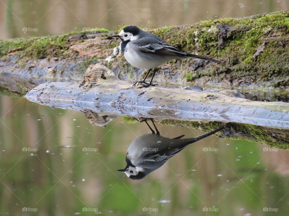 White Wagtail with Reflection