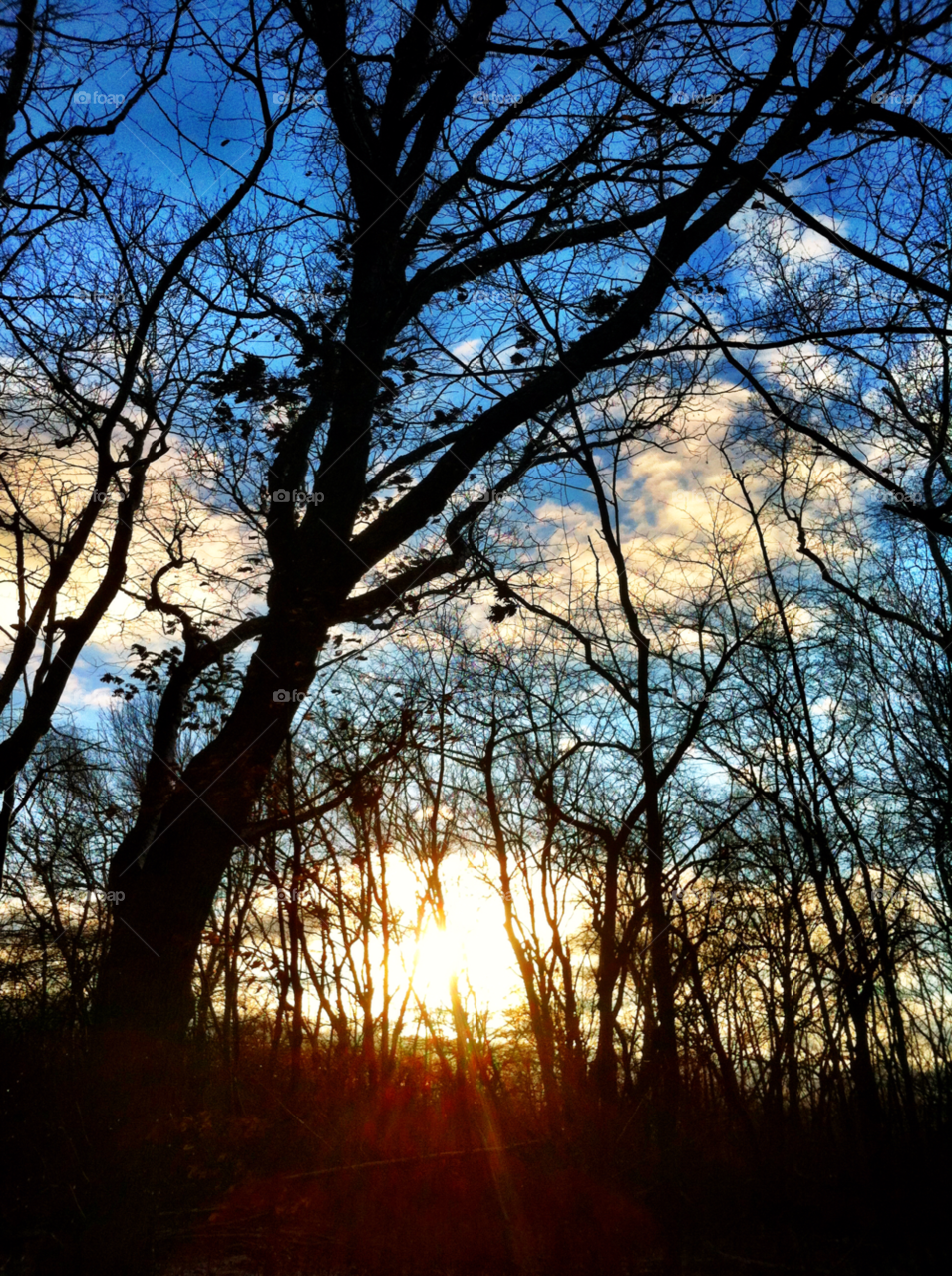 sunset branches racine by doug414