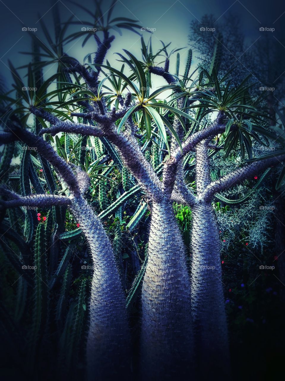 A haunted cactus forest 