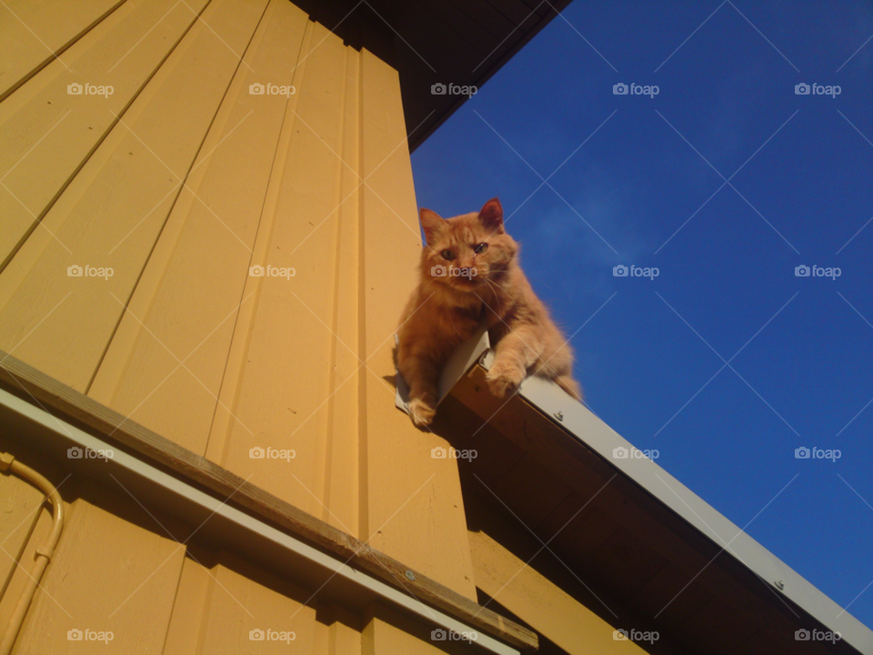 cat animal pet roof by MagnusPm