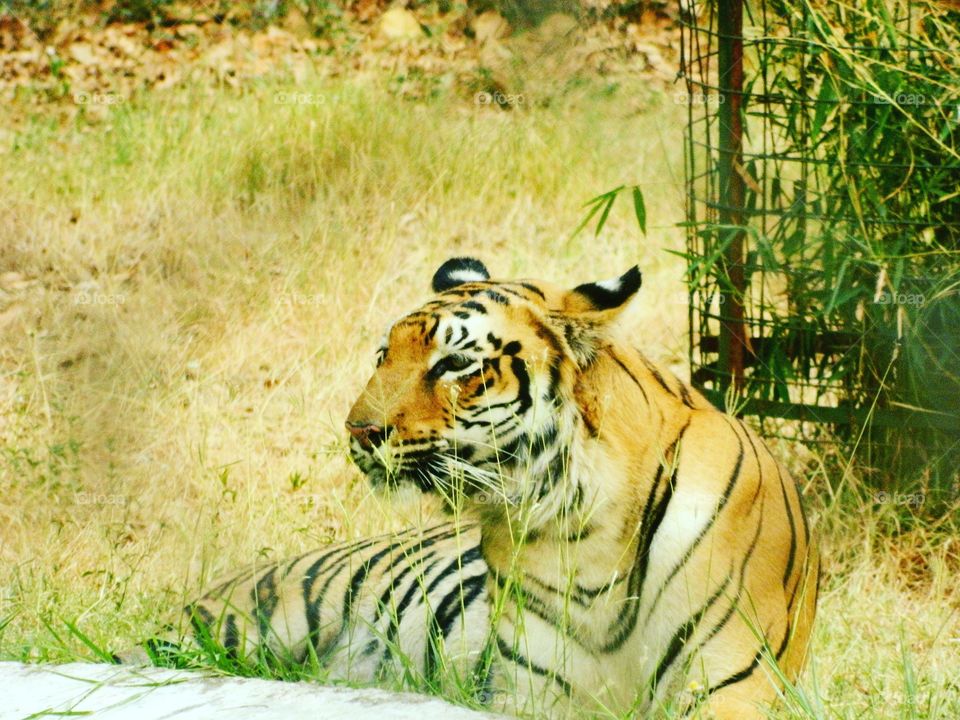 Tiger sitting in the forest