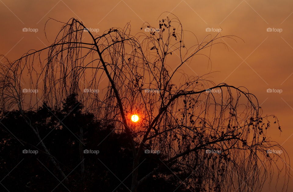 Tree branches deeply silhouetted by the setting sun that has the sky glowing with deep oranges and reds on a fall evening in Central Oregon. 