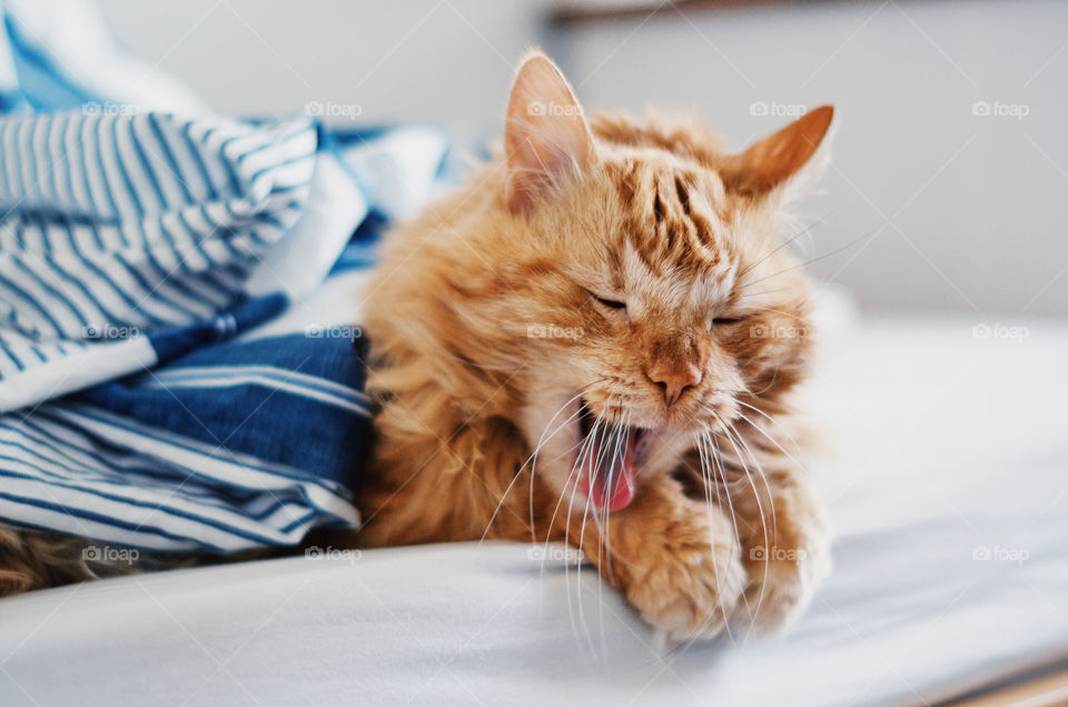 Orange furry Maine Coon yawning.