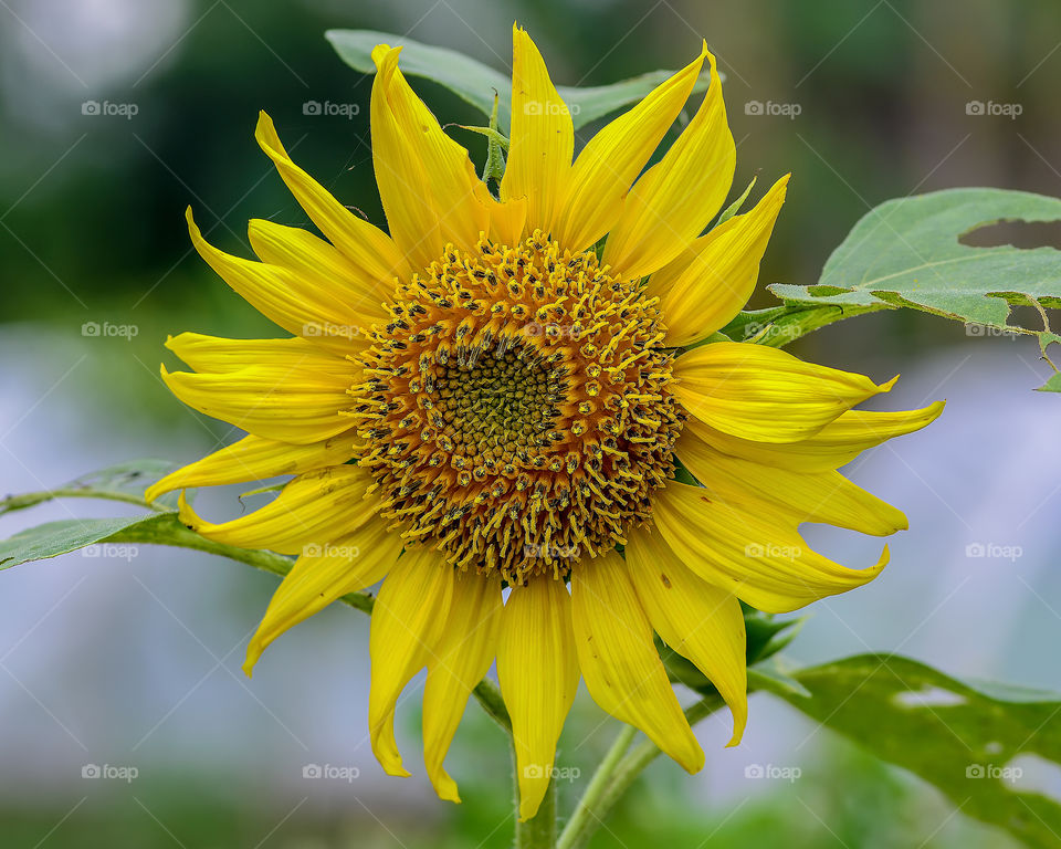 sun flower