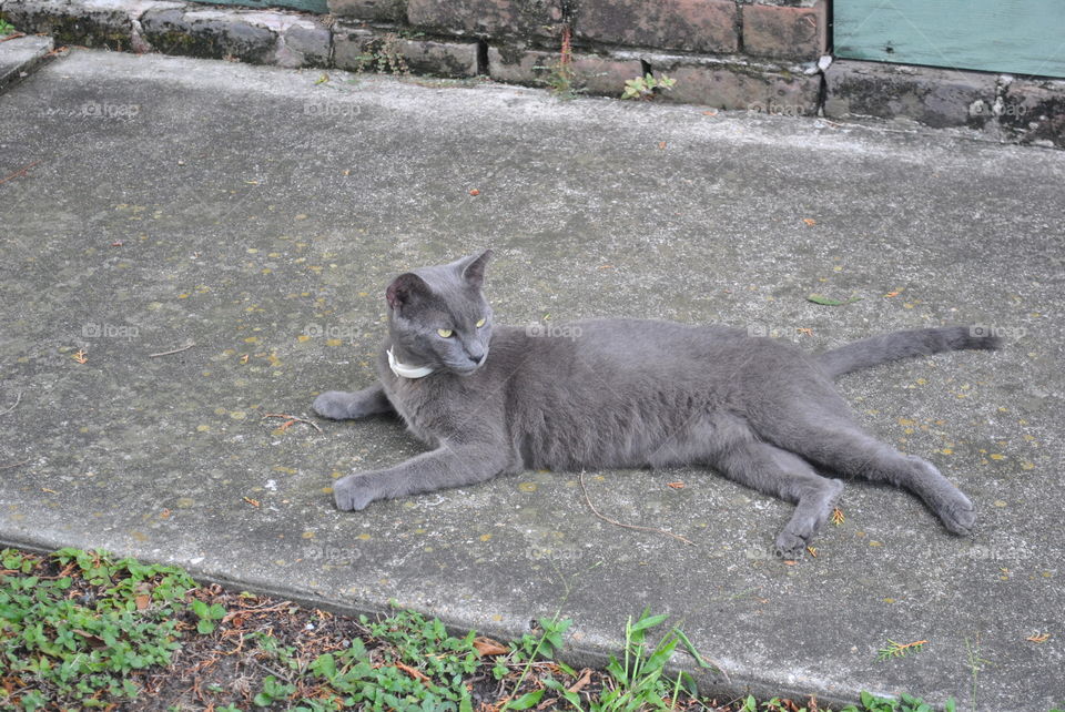 Grey cat laying on the street