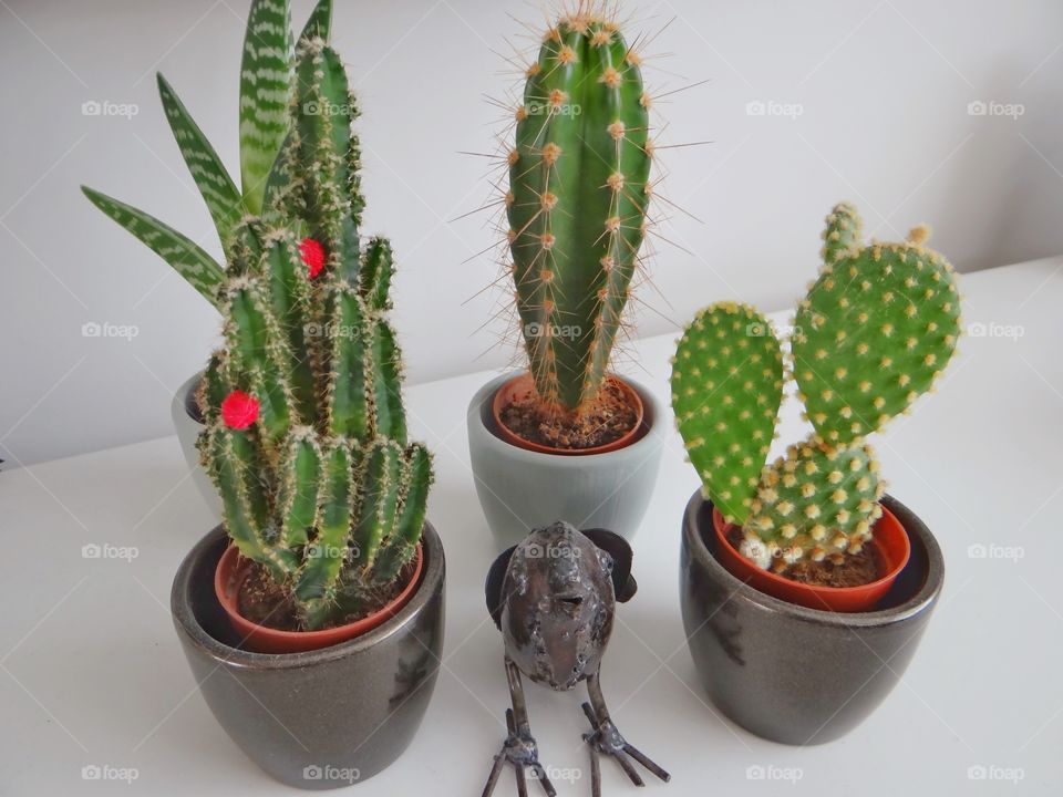 Cactus