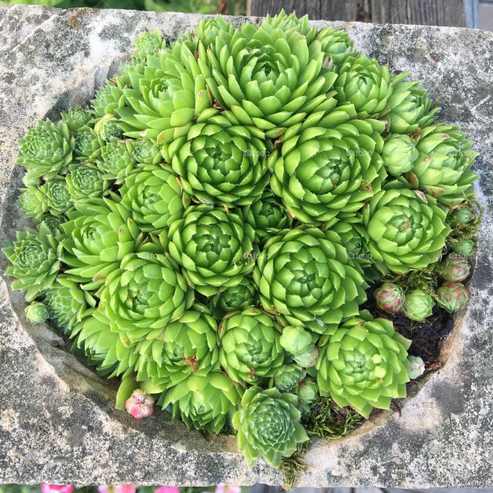 Super succulent