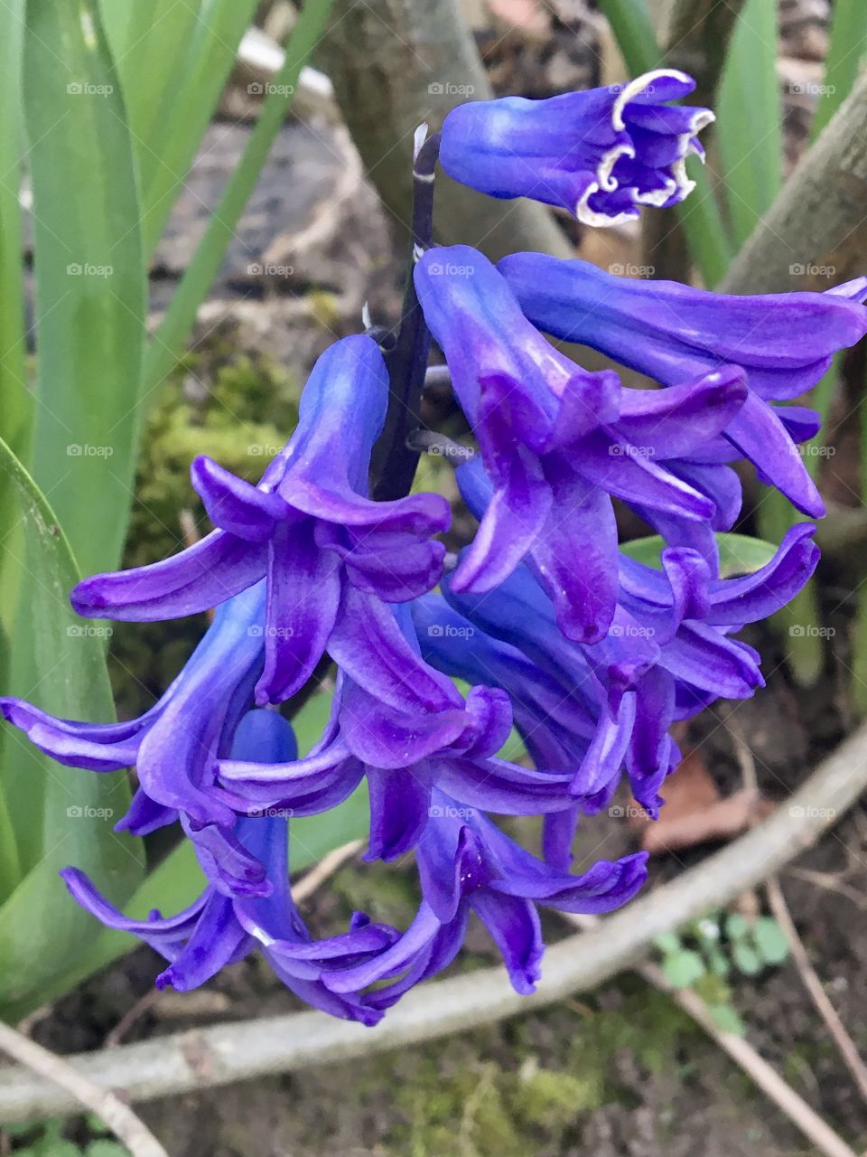 Hyacinth : flower of spring 