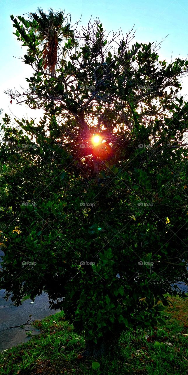 Early morning sun, shining through the tree.