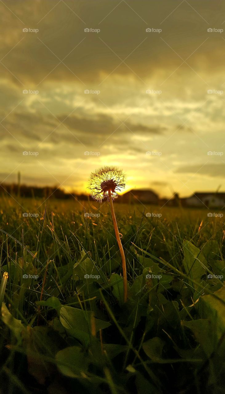 dandelion and a sunrise