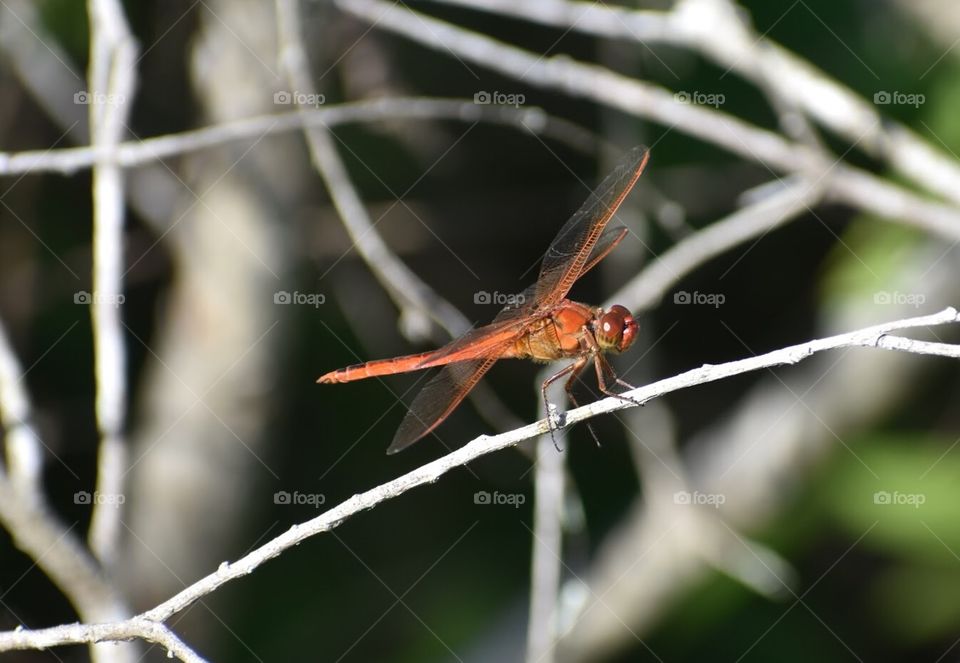 Insect, Dragonfly, Nature, No Person, Outdoors
