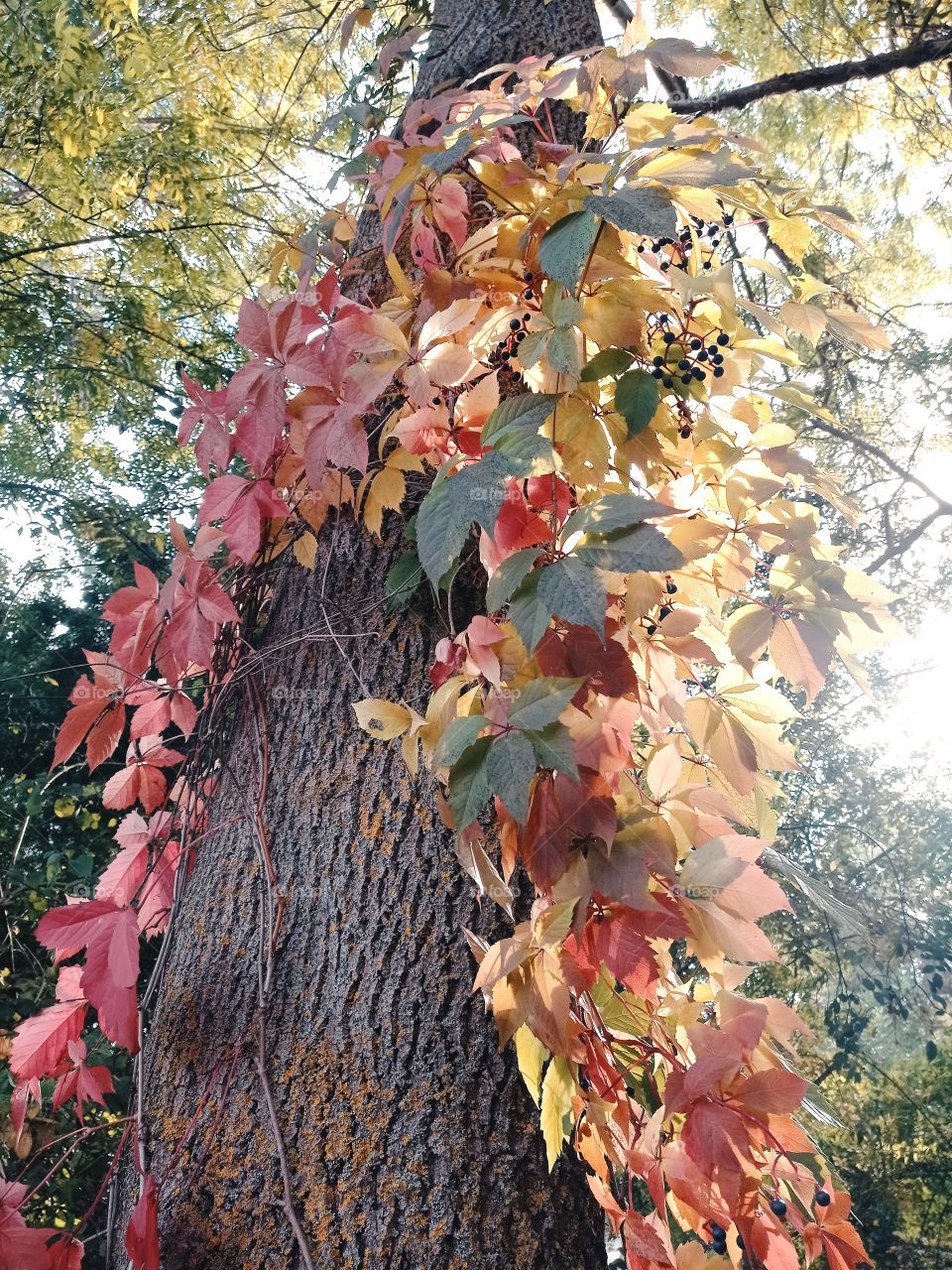 A tree guest enjoying the autumn magical sun