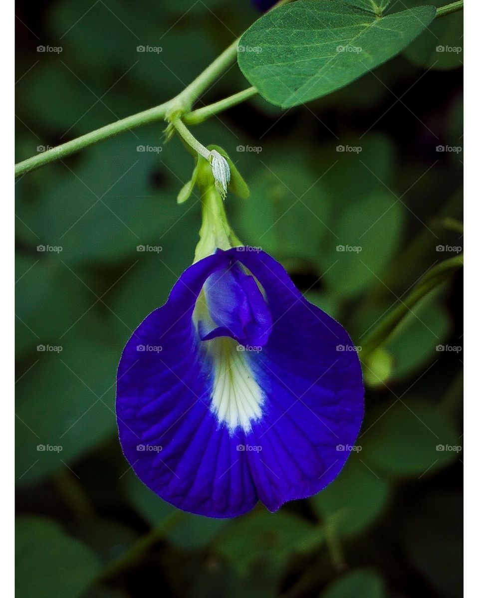Bluepea Flower
