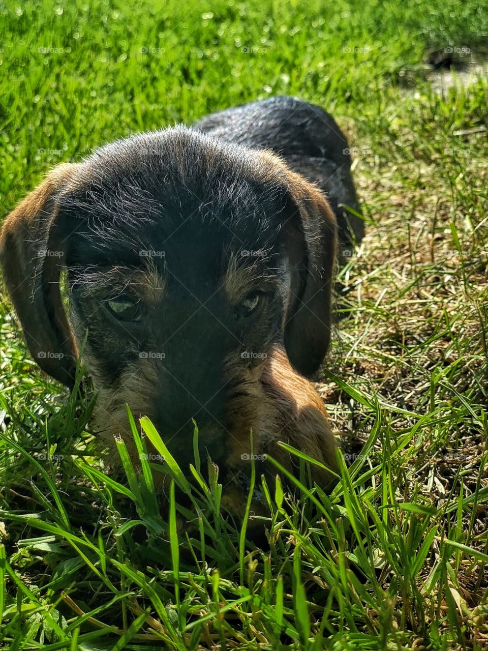 Jamnik szorstkowłosy