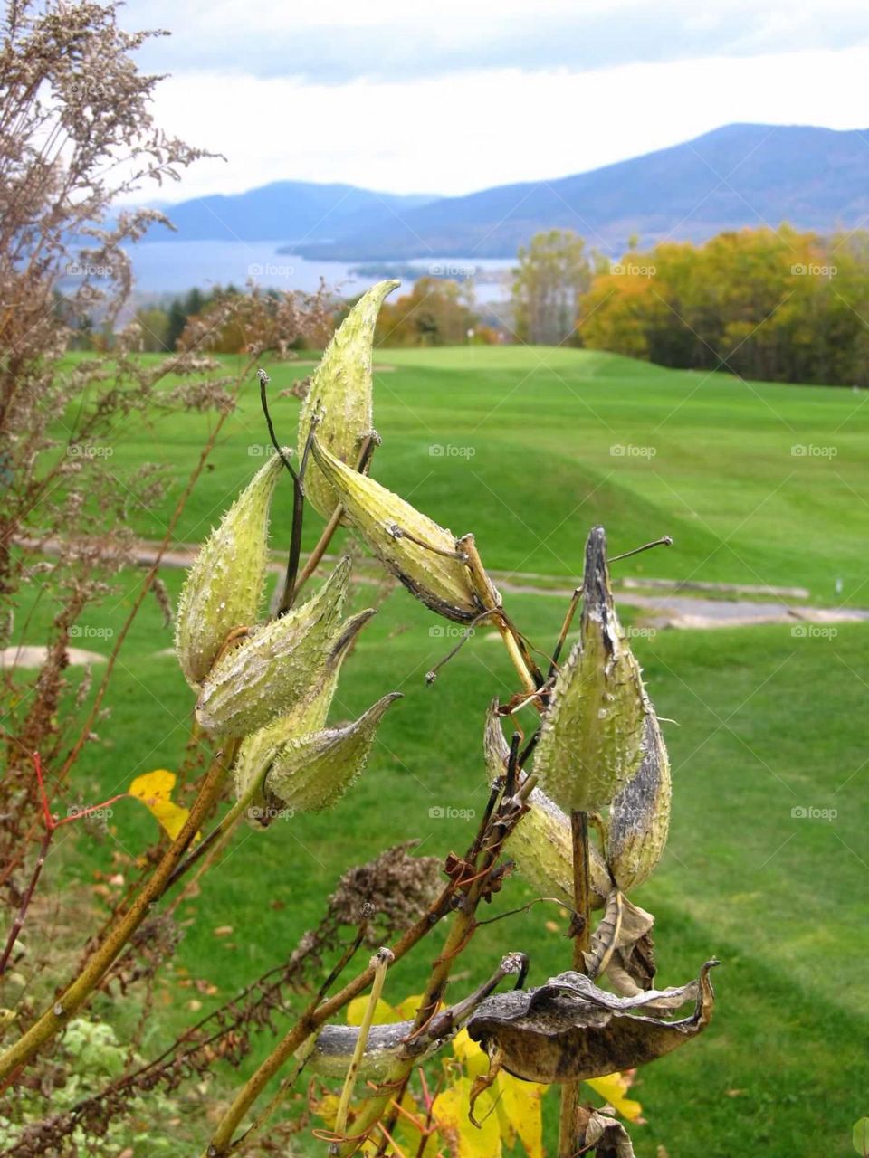 Milkweed