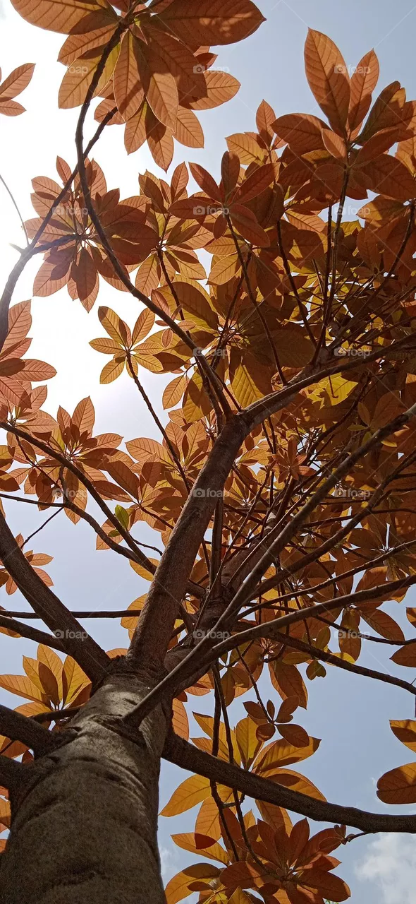 Artocarpus lacucha leaves in early spring, looking beautiful in light brown colour, it is a tropical ever green plant species of the family moraceae. picture shoot at mon, 8 may, 2023, 10:06 am, lucknow India.