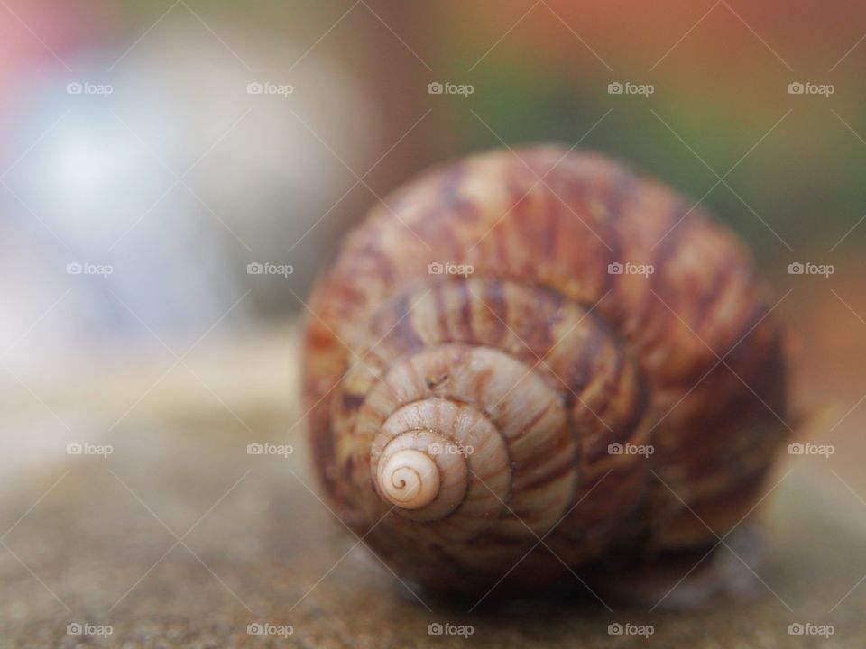 Snail