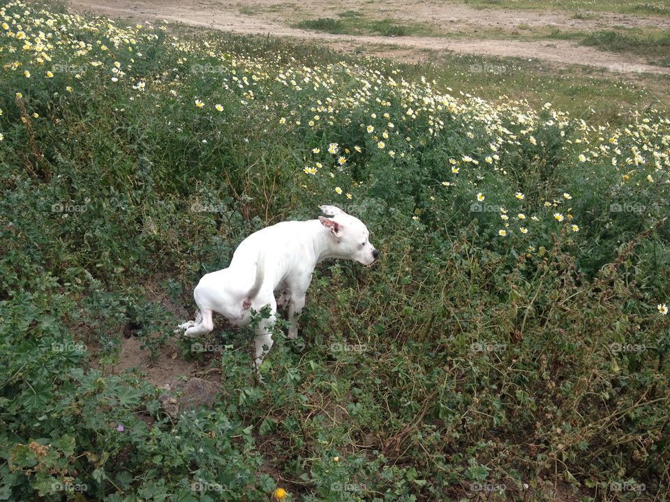 Dog on the meadow